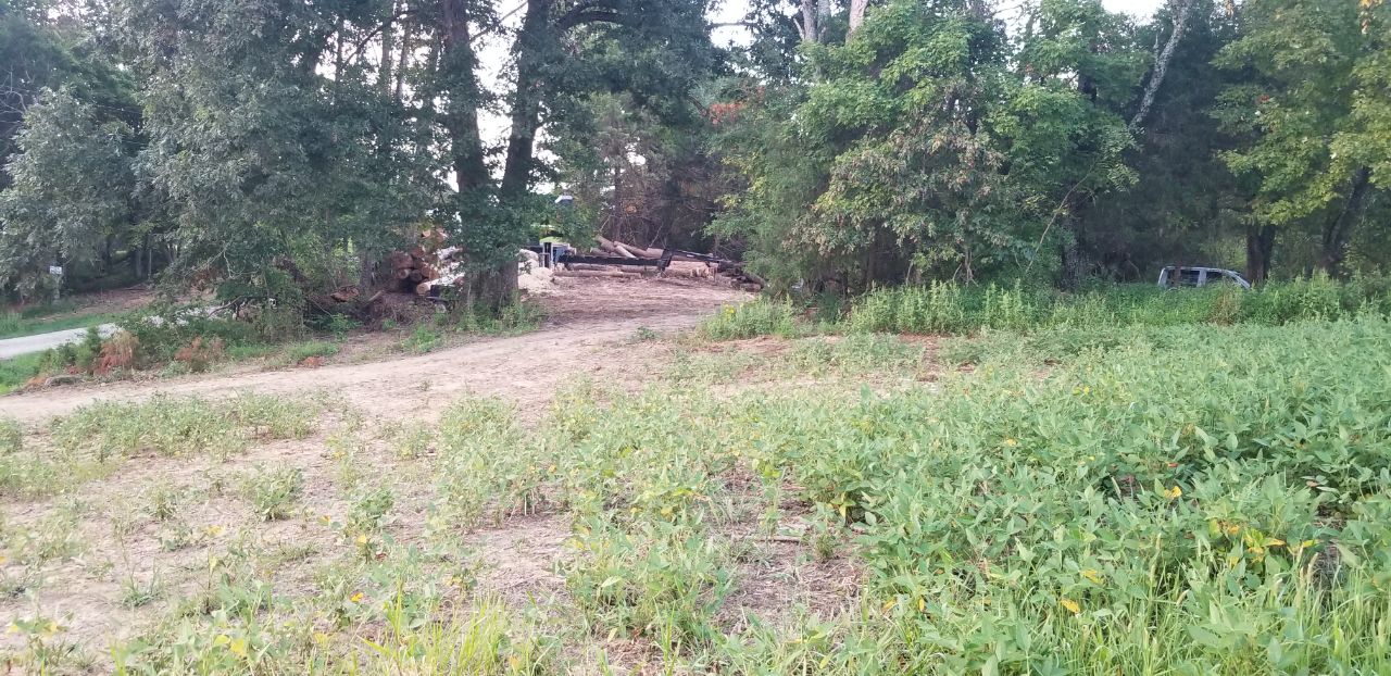 A track leads between trees toward stacked logs, with part of a vehicle visible at the right